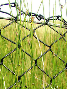 Cones of Mackays Horsetail